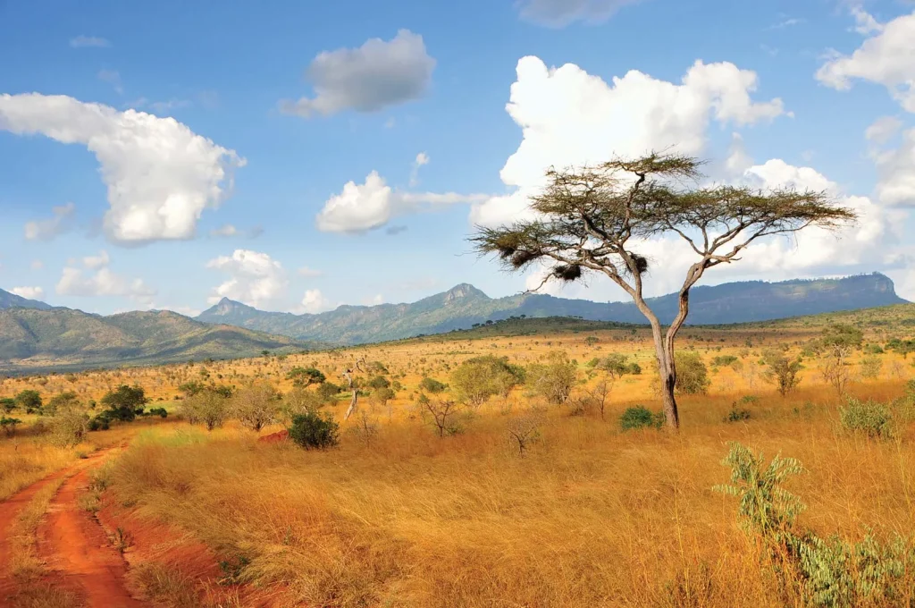 Acacia-trees-Taita-Hills-Kenya